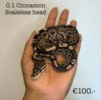 0.1 Cinnamon Scaleless head NK24, Dieren en Toebehoren, Reptielen en Amfibieën