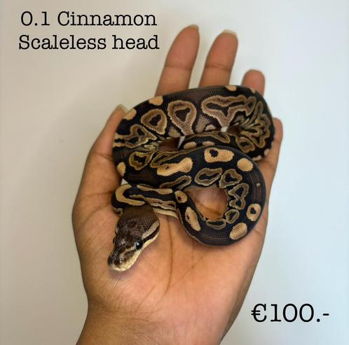 0.1 Cinnamon Scaleless head NK24, Dieren en Toebehoren, Reptielen en Amfibieën
