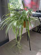 Spider Plant/Graslelie/Chlorophytum comosum (Pot included), Ophalen, Overige soorten, Halfschaduw, In pot