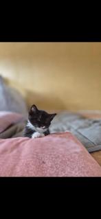 3 kittens beschikbaar, Dieren en Toebehoren, Ontwormd, 0 tot 2 jaar