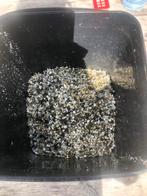 Gratis aquariumgrind, Ophalen, Gebruikt, Grind, Zand of Voedingsbodem