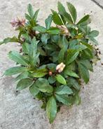 Helleborus kerstroos, Ophalen, Winter, Overige soorten, Halfschaduw