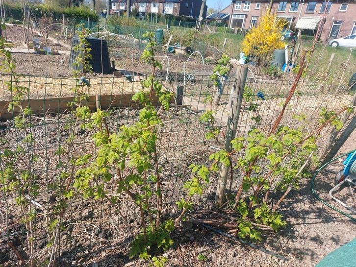 Biologische framboos uit eigen moestuin, Tuin en Terras, Planten | Fruitbomen, Overige soorten, Minder dan 100 cm, Zomer, Ophalen of Verzenden