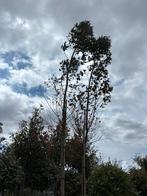 Eucalyptus boom 4 meter, Ophalen, In pot, Overige soorten, 250 tot 400 cm