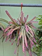 Lepismium cruciforme Red Tip p21, Huis en Inrichting, Kamerplanten, Ophalen of Verzenden, Halfschaduw, Minder dan 100 cm