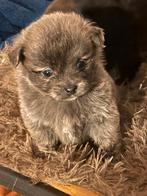 Mini jackrussel Pomeriaan teef en reu, Meerdere, Nederland, Fokker | Hobbymatig, Reu