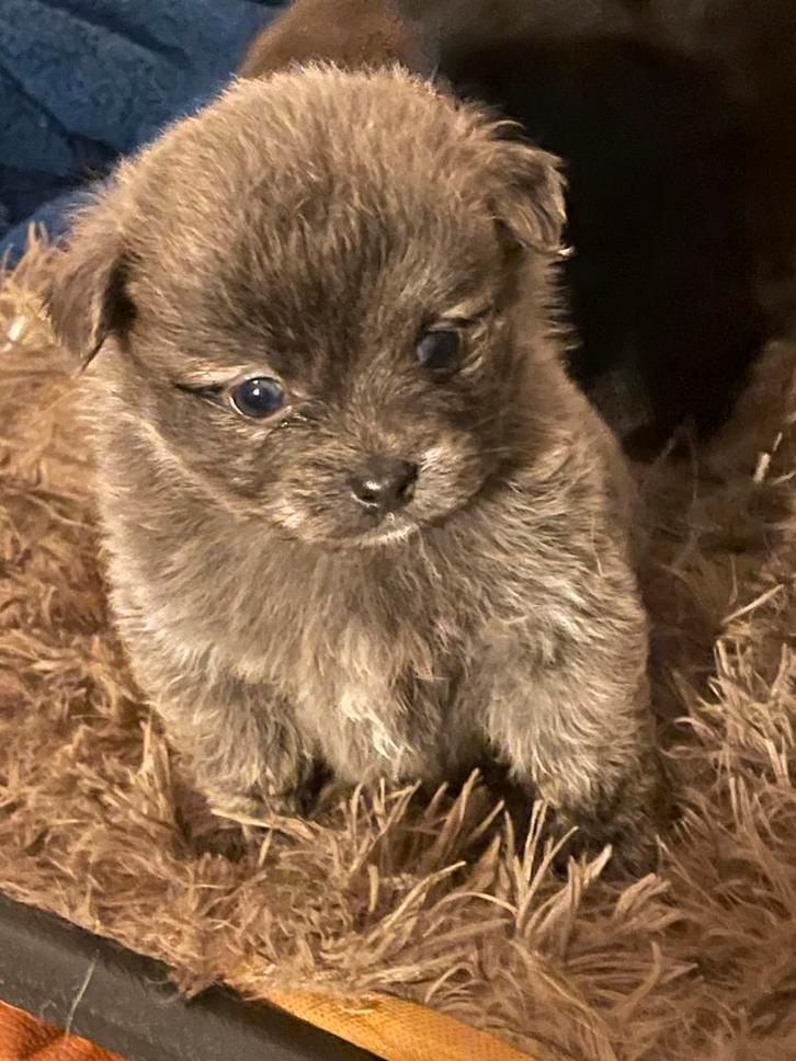 Mini jackrussel Pomeriaan teef en reu, Dieren en Toebehoren, Honden | Poolhonden, Keeshonden en Oertypen, Reu, Overige rassen