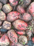 Voederbieten, Ophalen of Verzenden