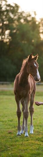 Prachtige jaarling merrie, Dieren en Toebehoren, Paarden, Merrie, Springpaard, Minder dan 160 cm, Gechipt