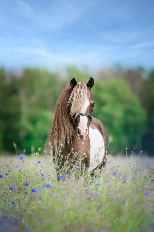 Zilverappelbonte 1ste premie NMPRS/AMHA hengst ter dekking, Dieren en Toebehoren, Paarden en Pony's | Dekhengsten en Fokmerries