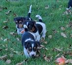 Te koop mooie Jack Russel puppy's, Jack Russell Terriër, 8 tot 15 weken, Meerdere, Meerdere dieren