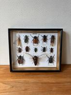 Vintage Opgezette Kevers, Insecten in Zwarte Lak Lijst, Verzamelen, Dierenverzamelingen, Ophalen of Verzenden, Gebruikt, Insect