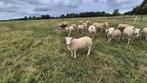Diverse swifter ooien en rammen zwoegervrij, Dieren en Toebehoren, Schapen, Geiten en Varkens, Meerdere dieren, Schaap, 0 tot 2 jaar