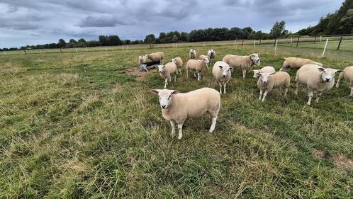 Diverse swifter ooien en rammen zwoegervrij, Dieren en Toebehoren, Schapen, Geiten en Varkens, Schaap, Meerdere dieren, 0 tot 2 jaar