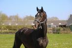 Outsider een 6 jarige ruin desperado x Special D, Dieren en Toebehoren, Paarden, Ruin, Recreatiepaard, 3 tot 6 jaar