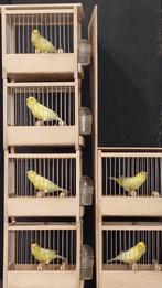 Harzer koppel, Dieren en Toebehoren, Vogels | Kanaries, Meerdere dieren, Zangkanarie