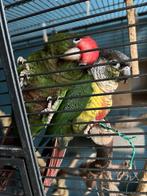 Vier tamme pyrrhuras inclusief kooi en benodigdheden, Dieren en Toebehoren, Vogels | Parkieten en Papegaaien, Meerdere dieren