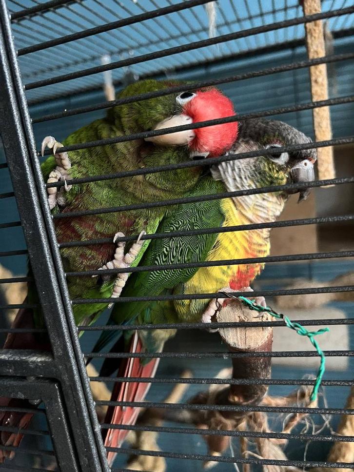 Vier tamme pyrrhuras inclusief kooi en benodigdheden, Dieren en Toebehoren, Vogels | Parkieten en Papegaaien, Papegaai, Meerdere dieren