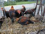 Modern Engelse vechtkriel, Dieren en Toebehoren, Pluimvee, Meerdere dieren, Kip