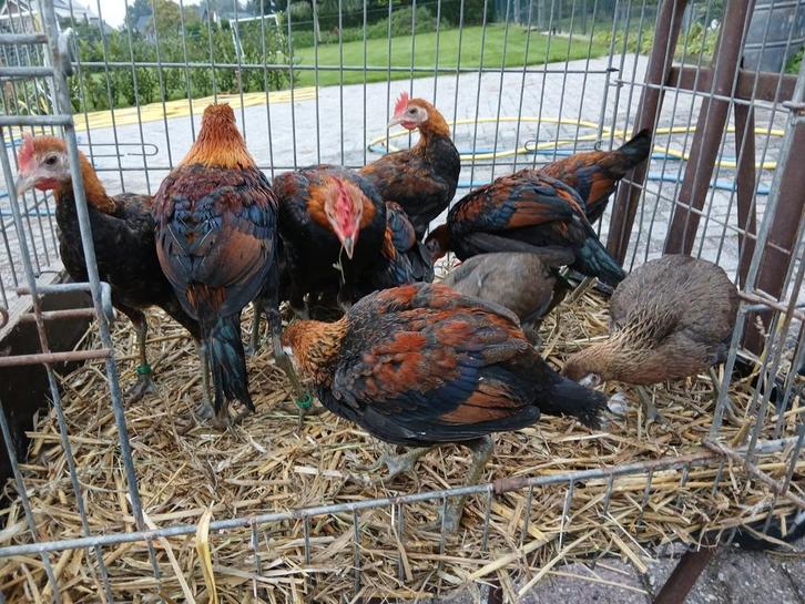 Modern Engelse vechtkriel, Dieren en Toebehoren, Pluimvee, Kip, Meerdere dieren