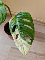 Monstera Adansonii Japanese Tricolor XL kopstek, Ophalen of Verzenden
