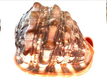 Cypraecassis rufa grote zeeslak schelp beschikbaar voor biedingen