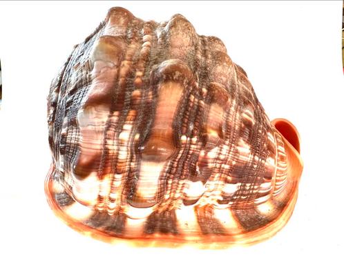 Cypraecassis rufa grote zeeslak schelp, Verzamelen, Mineralen en Fossielen, Schelp(en), Ophalen of Verzenden