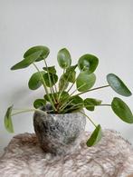 Robuust grijze bloempot handgemaakt 12cm met pannenkoekplant, Ophalen, Overige soorten, Halfschaduw, In pot