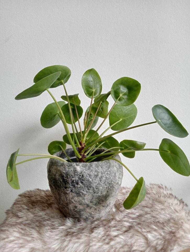 Robuust grijze bloempot handgemaakt 12cm met pannenkoekplant, Huis en Inrichting, Kamerplanten, Overige soorten, Minder dan 100 cm