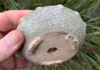 Bonsai schaal crème craquelé effect pok motief 11,2x3,8, Tuin en Terras, Bloempotten, Rond, Ophalen of Verzenden, Zo goed als nieuw