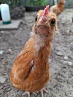 Lieve kuikens Isa Brown hanen, Mannelijk, Kip