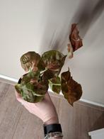 Syngonium Strawberry Ice Galaxy, Huis en Inrichting, Ophalen of Verzenden, Overige soorten, Minder dan 100 cm