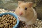 Goudhamster goudhamsters hamster, Hamster, Juli, Meerdere dieren, Tam