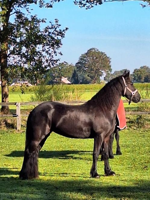 4 jarige friese merrie., Dieren en Toebehoren, Paarden, Merrie, Zadelmak, Minder dan 160 cm, 3 tot 6 jaar, Recreatiepaard, Gechipt