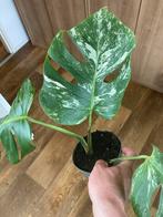 Monstera deliciosa variegata, Ophalen of Verzenden, Overige soorten, Minder dan 100 cm