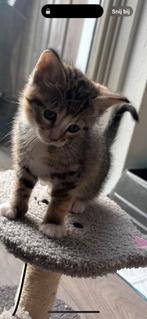 lieve kwart bengaalse kitten, Dieren en Toebehoren, Poes