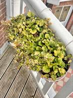 Balcony box with Geum, Lavender and variegated Hedera Helix, Tuin en Terras, Vaste plant, Halfschaduw, Zomer, Ophalen