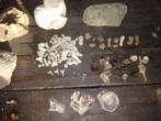 fossielen verzameling ., Verzamelen, Mineralen en Fossielen, Ophalen of Verzenden, Fossiel