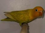 Yellowface pastel fischeri man split opaline, Dieren en Toebehoren, Mannelijk, Dwergpapegaai of Agapornis