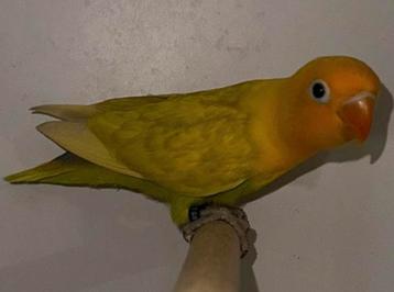 Yellowface pastel fischeri man split opaline beschikbaar voor biedingen