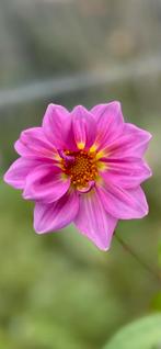 Dahlia 105, Tuin en Terras, Ophalen of Verzenden, Volle zon, Knol