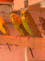 parkieten, Dieren en Toebehoren, Vogels | Parkieten en Papegaaien, Meerdere dieren, Parkiet, Geringd