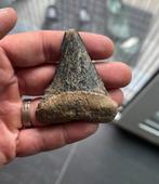 Grote fossiele haaientand uit regio Antwerpen (België), Verzamelen, Mineralen en Fossielen, Ophalen of Verzenden, Fossiel