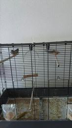 Mooie zebravinkjes, Dieren en Toebehoren, Vogels | Hokken en Kooien, Ophalen of Verzenden, Zo goed als nieuw, Metaal, Vogelkooi