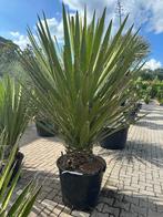 Yucca faxoniana met 30 cm stamhoogte te koop, Tuin en Terras, Planten | Bomen, In pot, Zomer, Overige soorten, Volle zon