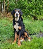 Grote Zwitserse Sennenhond pups, 8 tot 15 weken, Groot, Meerdere, Meerdere dieren