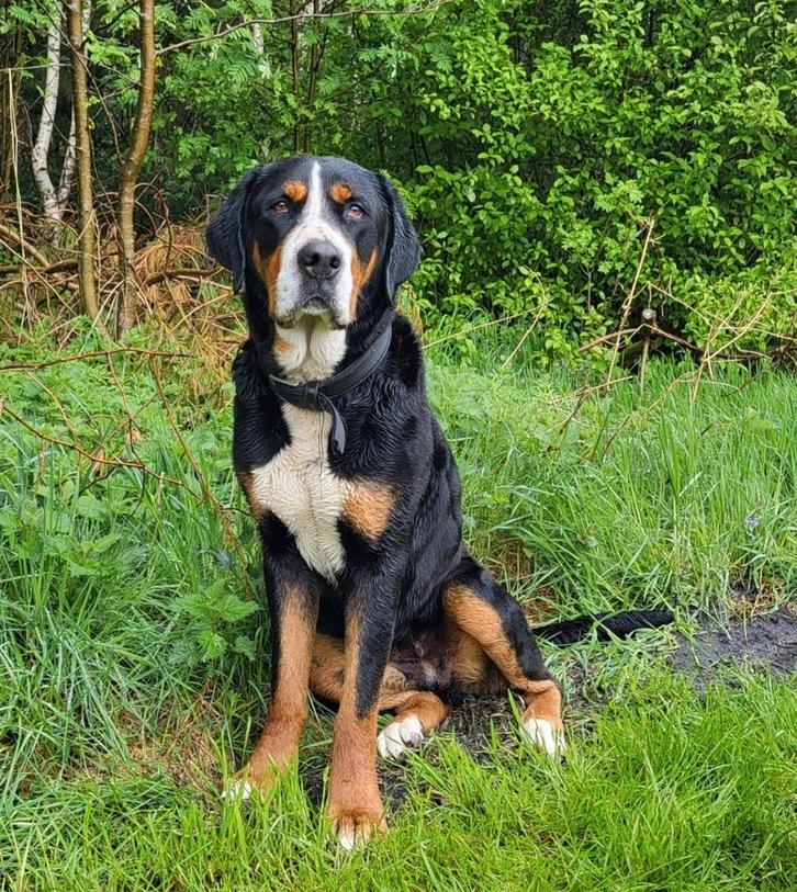Grote Zwitserse Sennenhond pups, Dieren en Toebehoren, Honden | Niet-rashonden, Groot, Meerdere dieren, Particulier, Meerdere