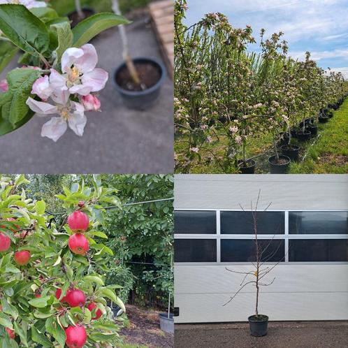 Fruitbomen te koop!  Appels & Pruimen, Tuin en Terras, Planten | Fruitbomen, Appelboom, 100 tot 250 cm, Volle zon, Lente, In pot