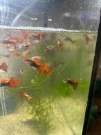 Red tuxedo guppen, Dieren en Toebehoren, Vissen | Aquariumvissen, Vis