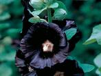 Stokrozen Kleur is een verrassing. Alcea rosea., Volle zon, Tweejarig, Zomer, Ophalen